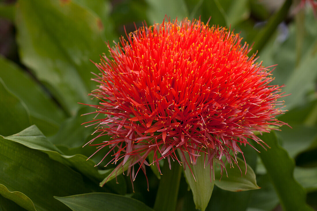 Haemanthus 'König Albert'