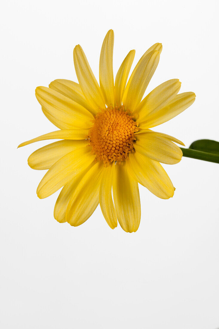 Argyranthemum frutescens, yellow