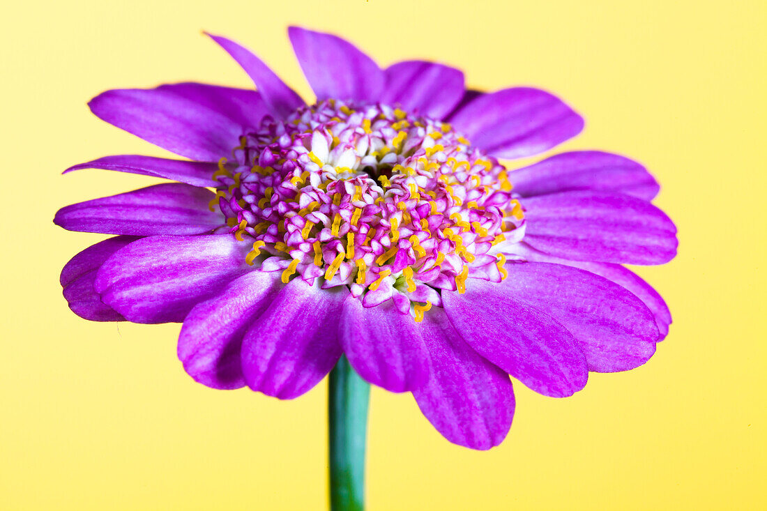 Argyranthemum frutescens, pink