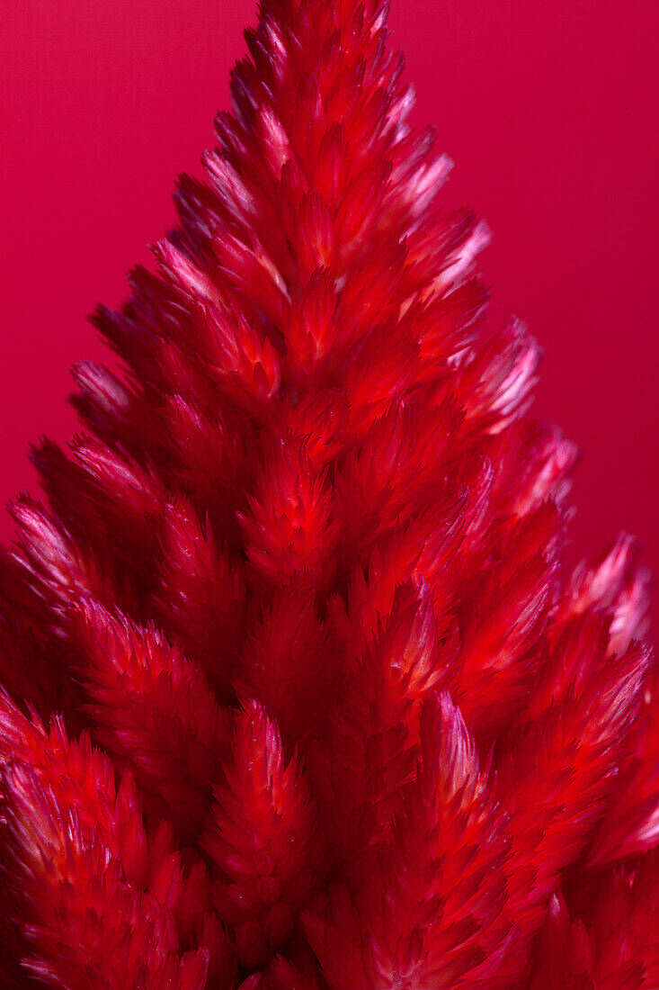 Celosia argentea var. plumosa, rot