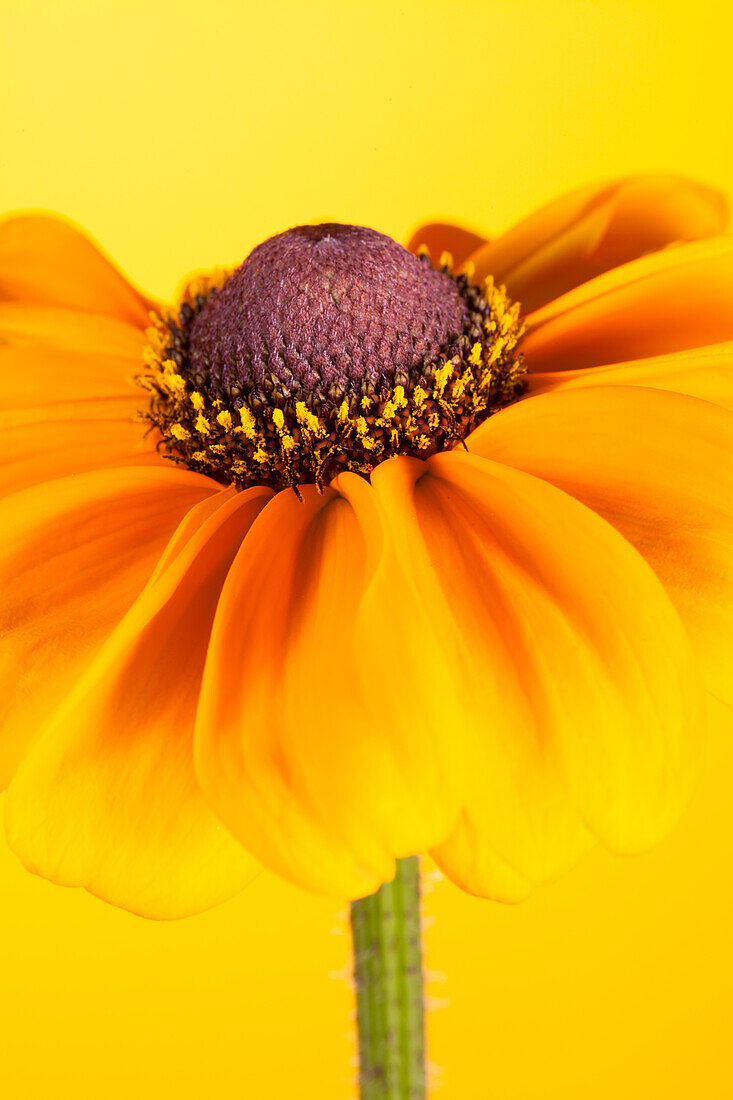 Rudbeckia hirta