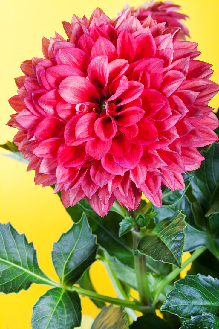 Dahlia 'Gallery'