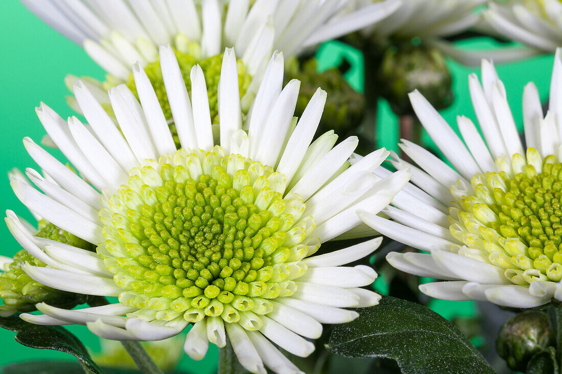 Chrysanthemum 'Splash Maadow'