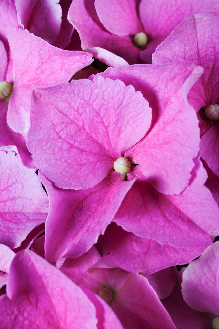 Hydrangea macrophylla, rosa