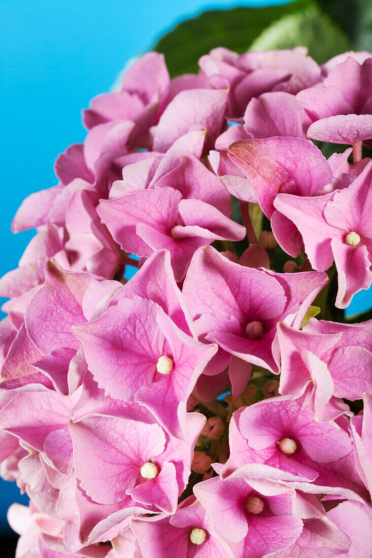 Hydrangea macrophylla, rosa