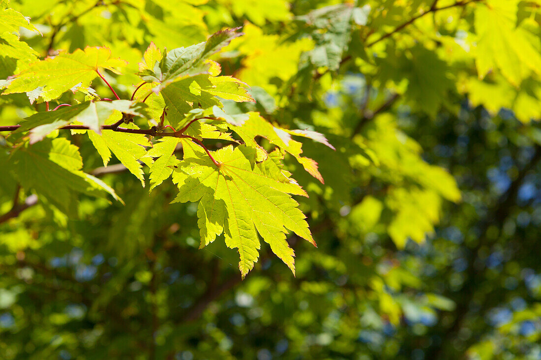 Acer japonicum 'Vitifolium'