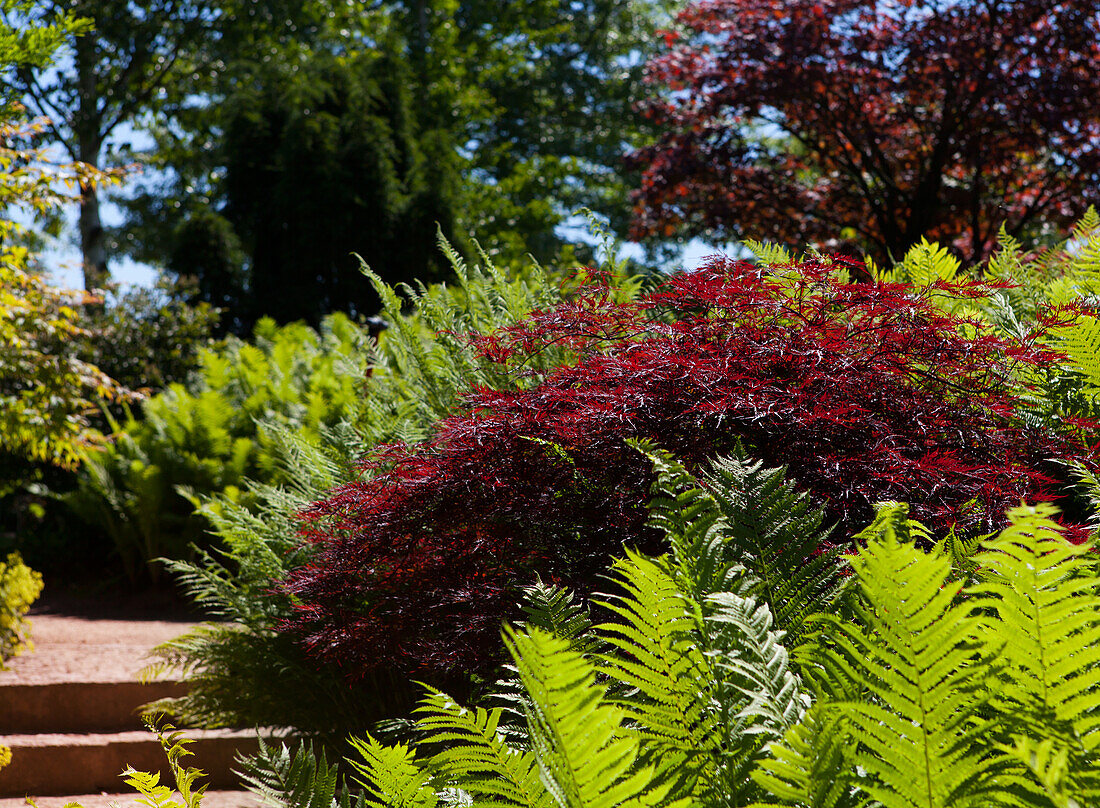 Acer palmatum 'Dissectum Garnet'