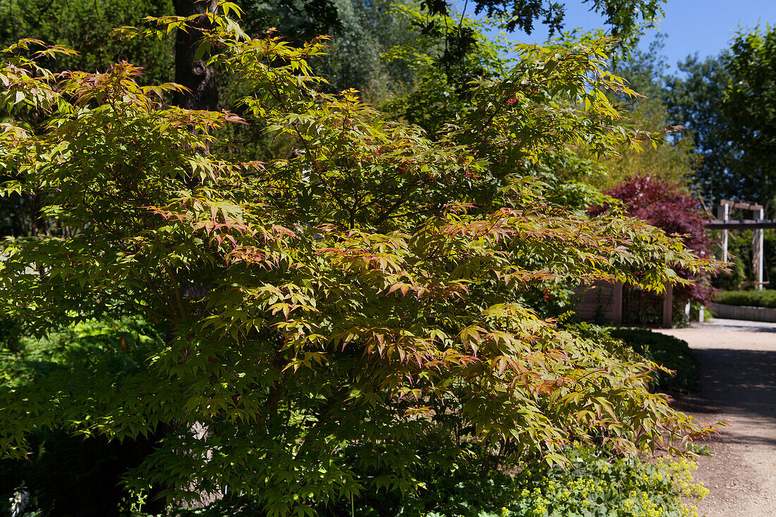 Acer palmatum 'Osakazuki'