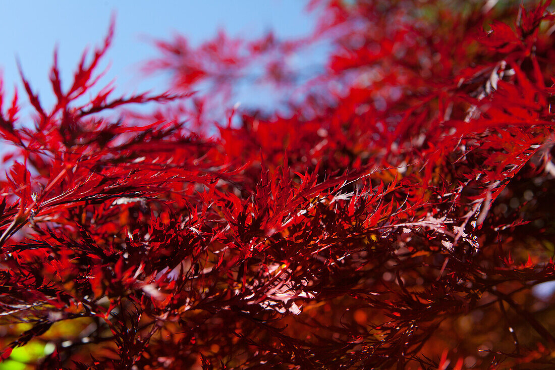 Acer palmatum 'Red Dragon'