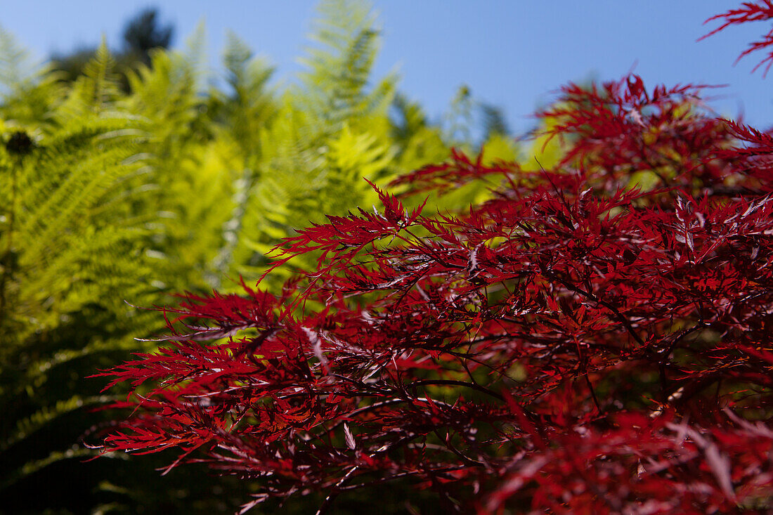 Acer palmatum 'Red Dragon'