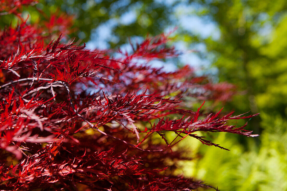 Acer palmatum 'Red Dragon'