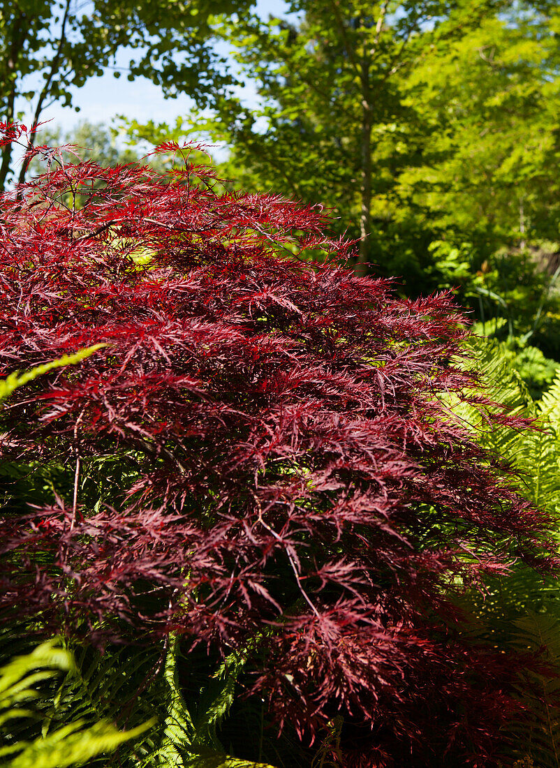 Acer palmatum 'Red Dragon'