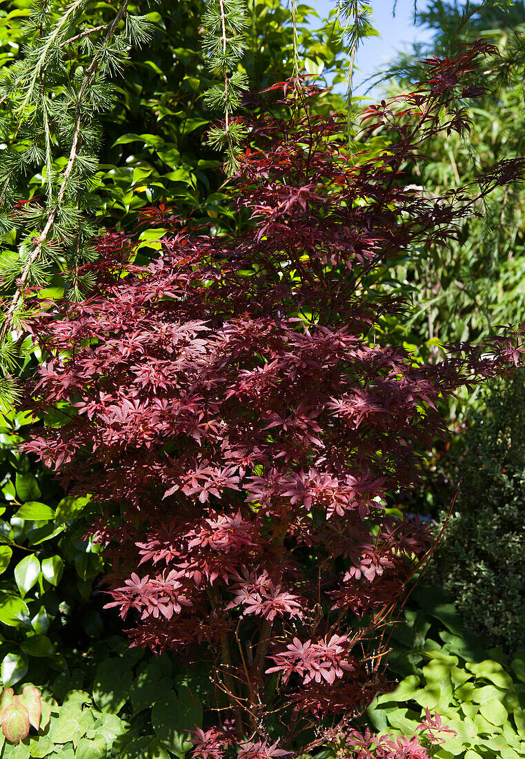 Acer palmatum 'Shaina'