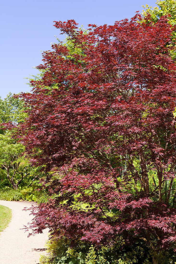 Acer palmatum Trompenburg