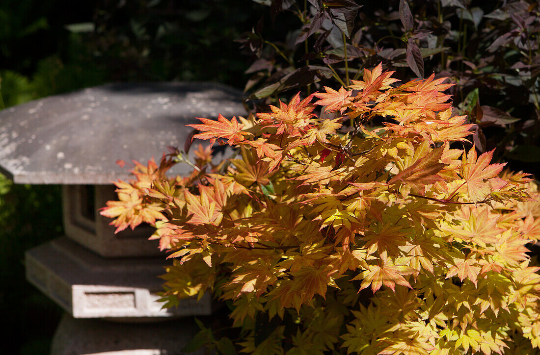 Acer shirasawanum 'Autumn Moon'