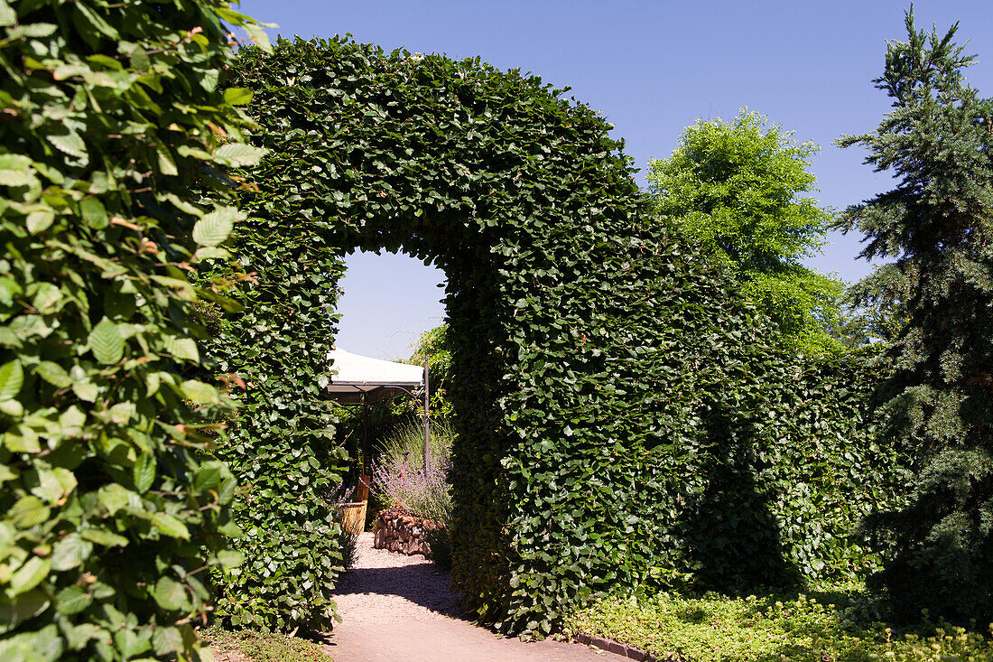 Carpinus betulus (Bogen)