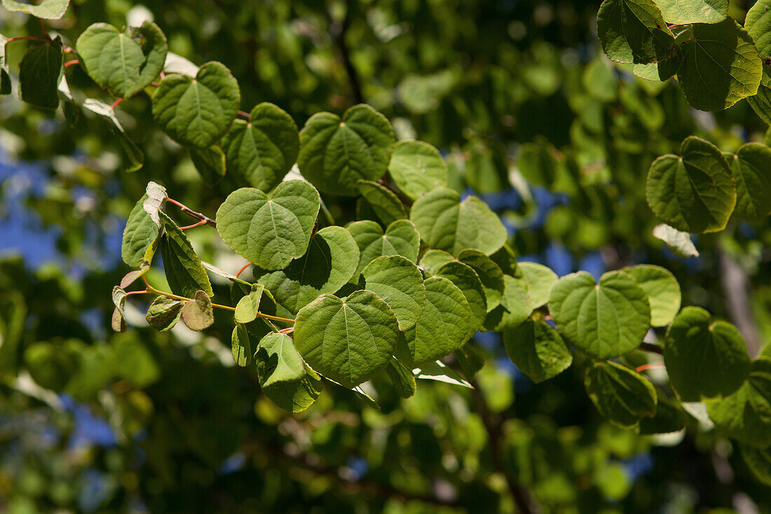 Cercidiphyllum japonicum