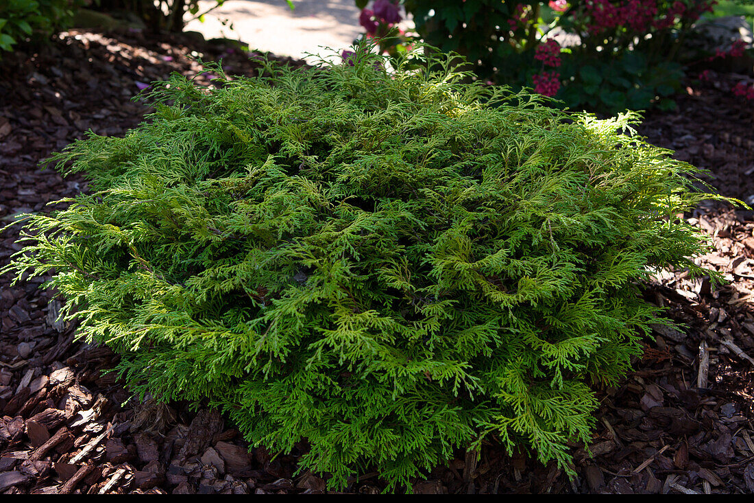 Chamaecyparis lawsoniana 'Mininova'