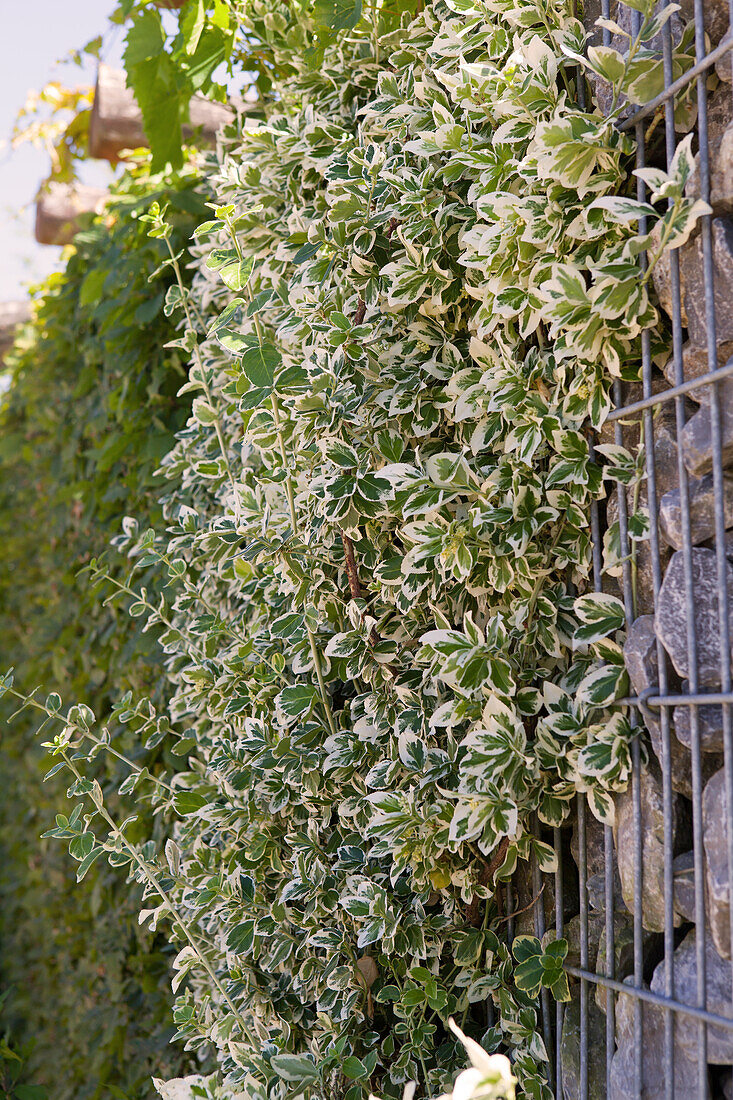 Euonymus fortunei Emerald Gaiety