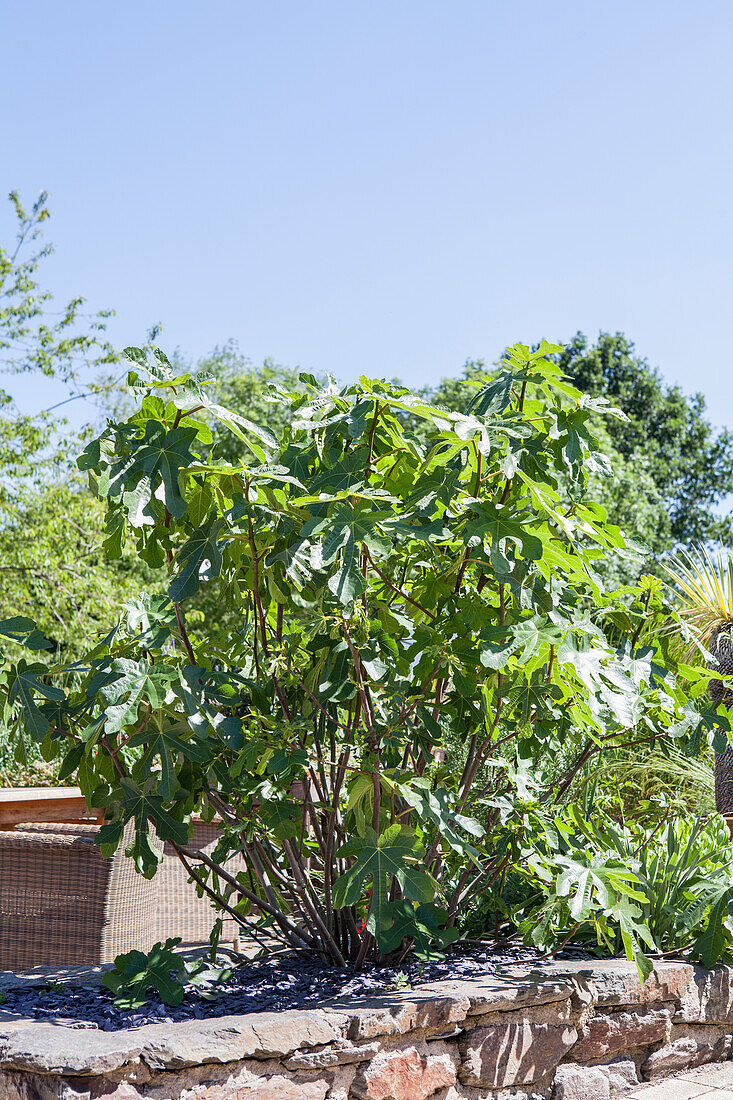 Ficus carica