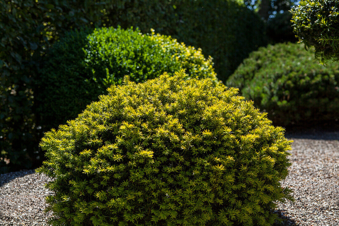 Taxus baccata