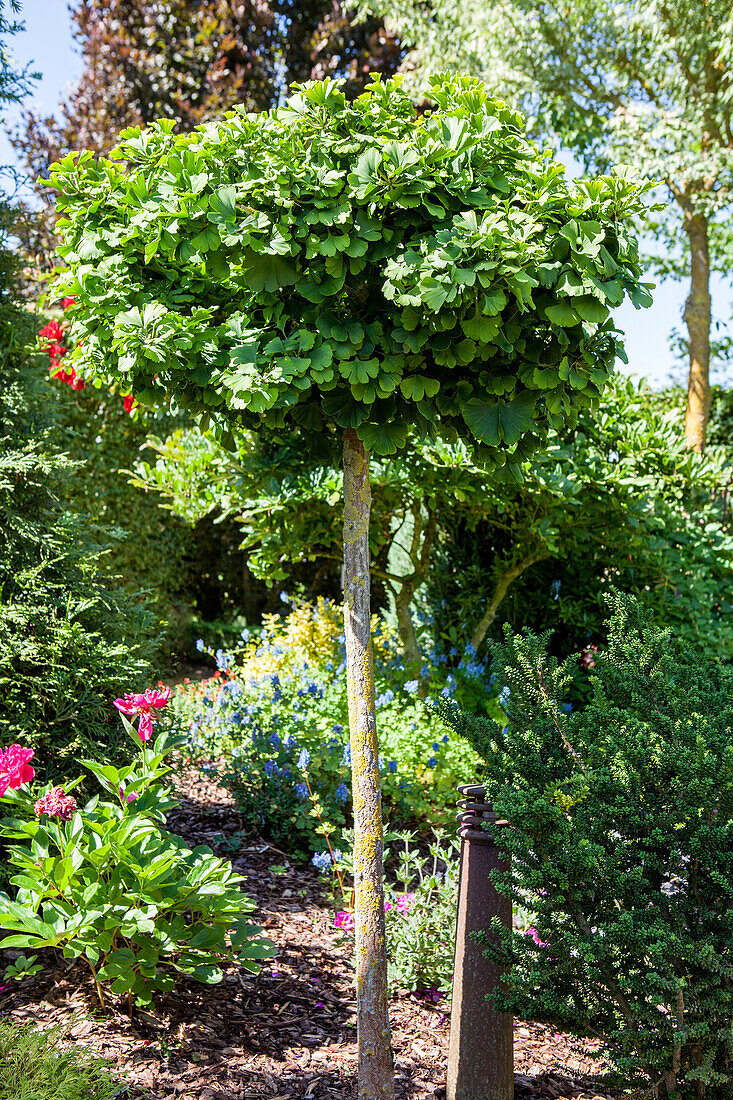 Ginkgo biloba 'Mariken'