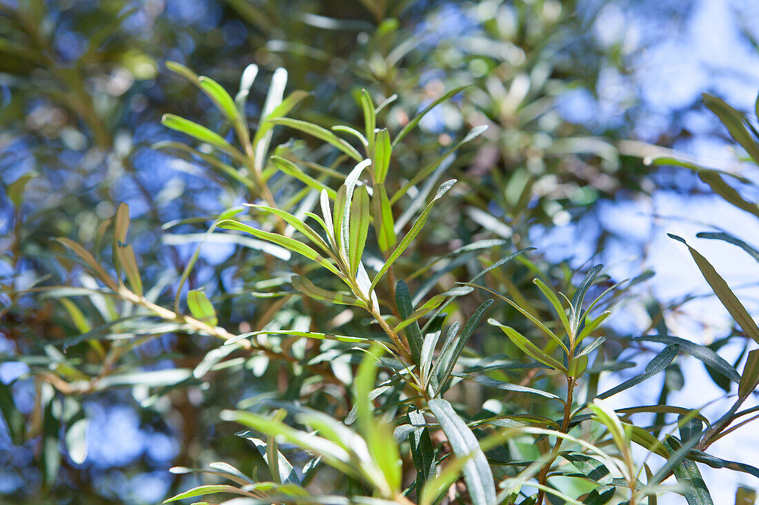 Hippophae rhamnoides Pollmix