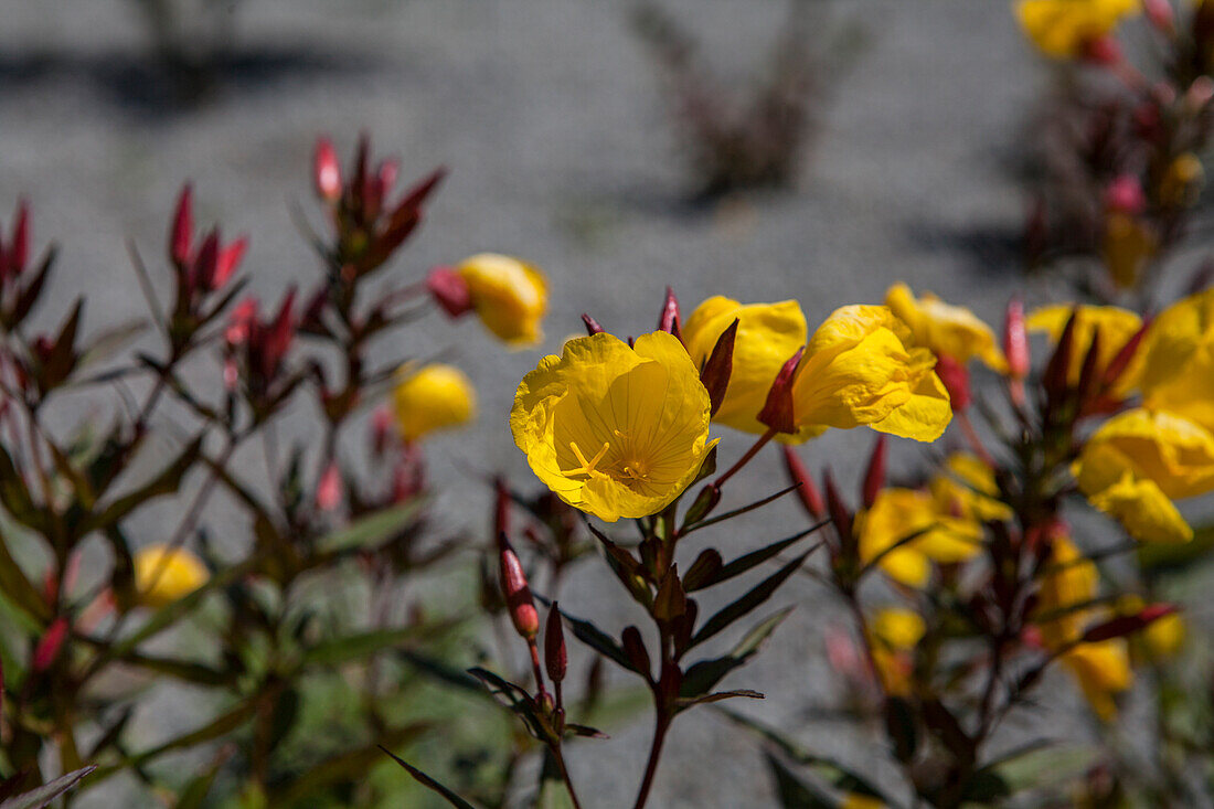 Oenothera macrocarpa