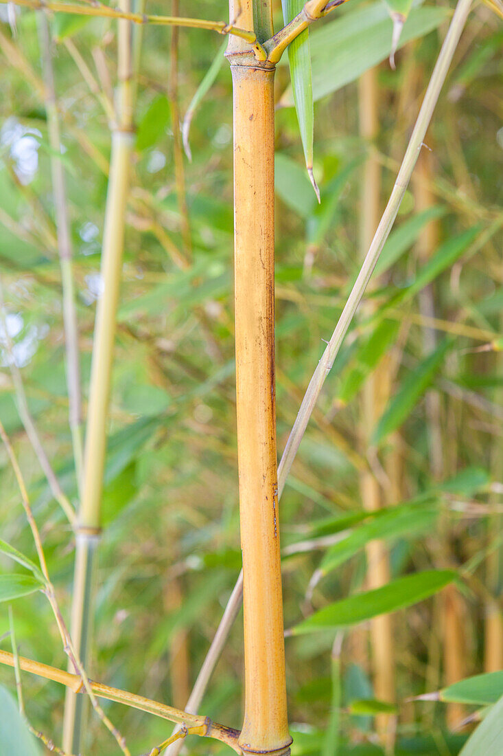 Phyllostachys