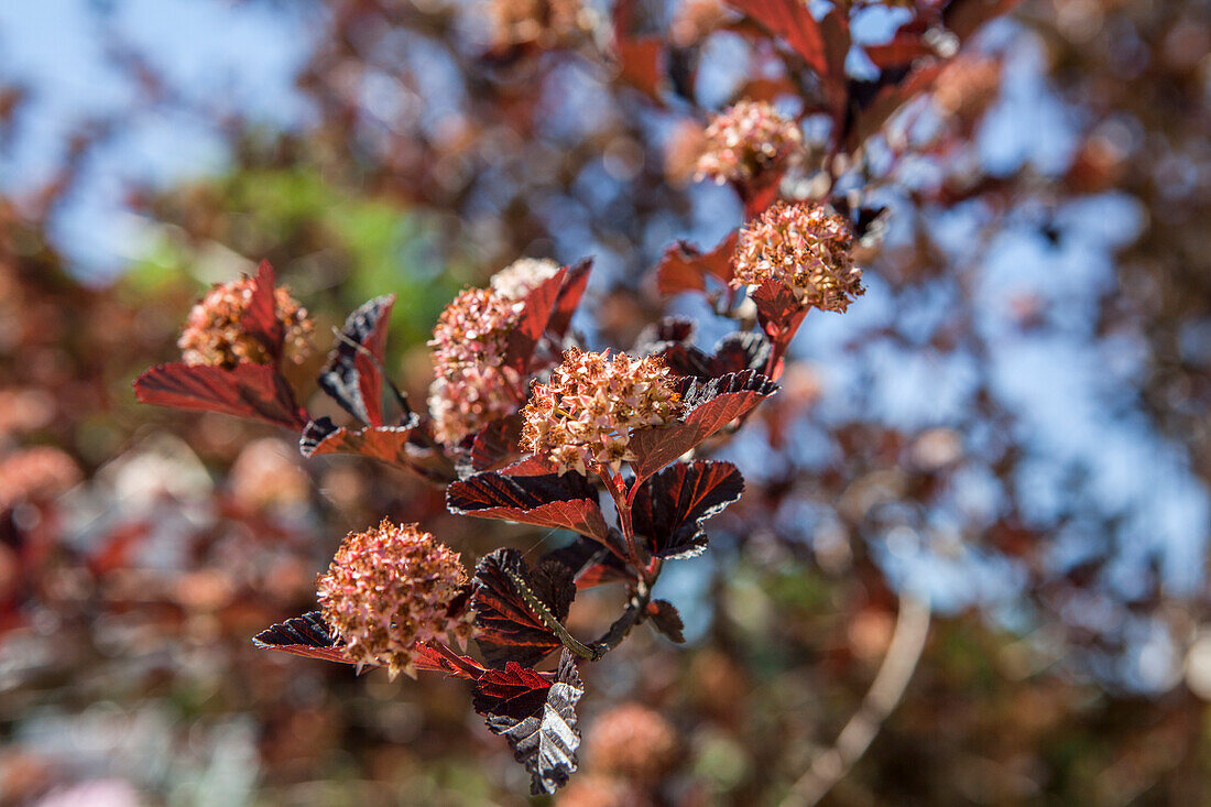 Physocarpus opulifolius