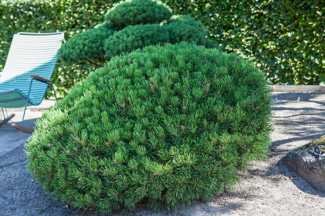 Pinus mugo var. pumilio 'Typ Tirol