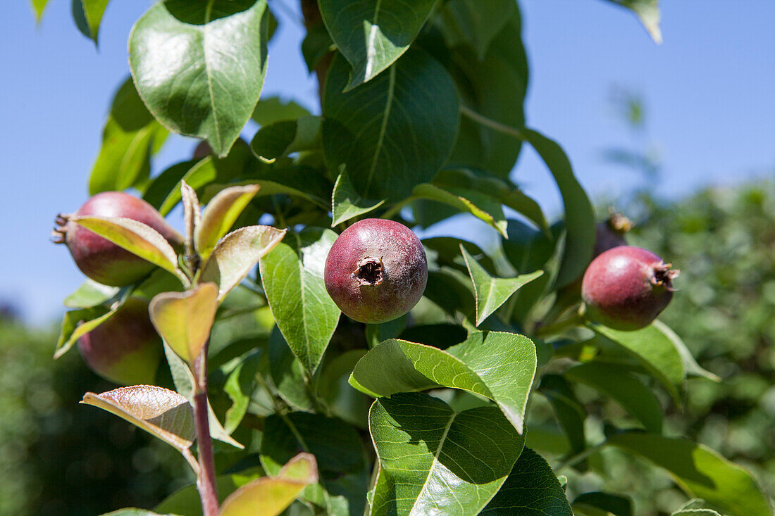 Pyrus communis 'Condora