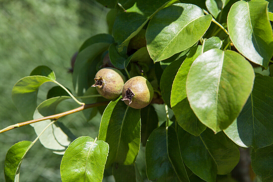 Pyrus communis 'Decora'