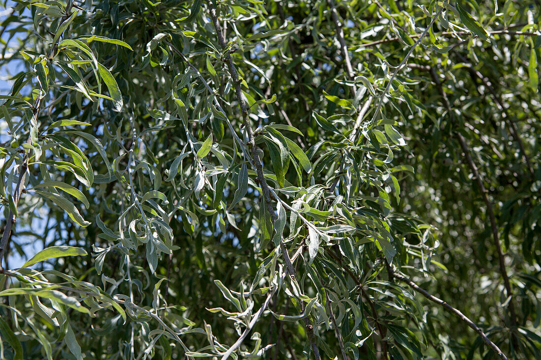 Pyrus salicifolia