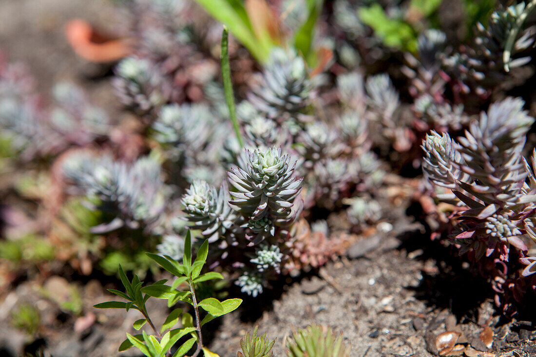 Sedum reflexum