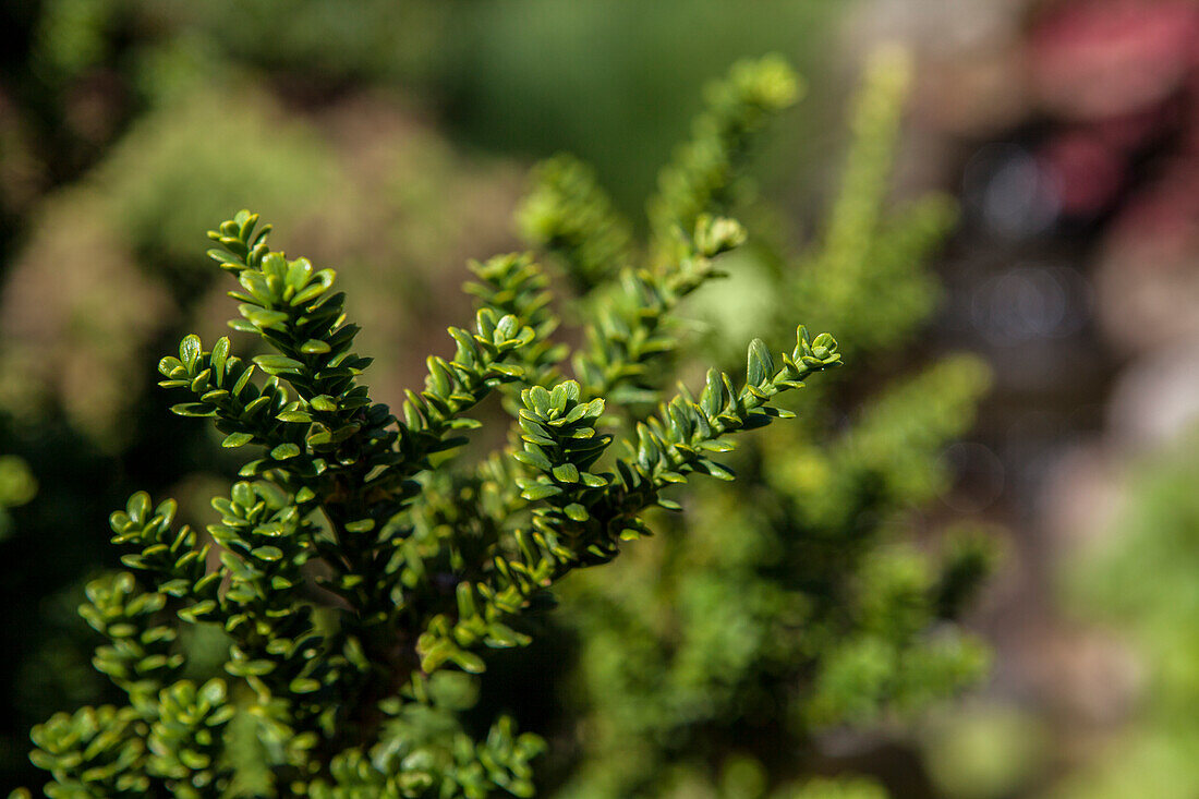 Taxus baccata 'Amersfoort'