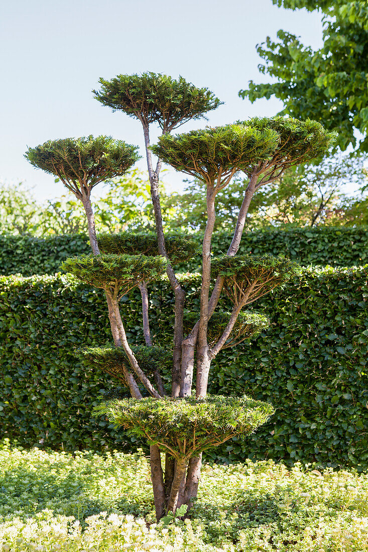 Taxus baccata 20 years old
