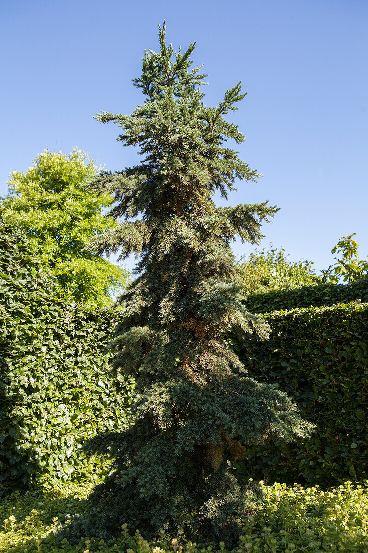 Tsuga mertensiana 'Glauca' 25 Jahre alt