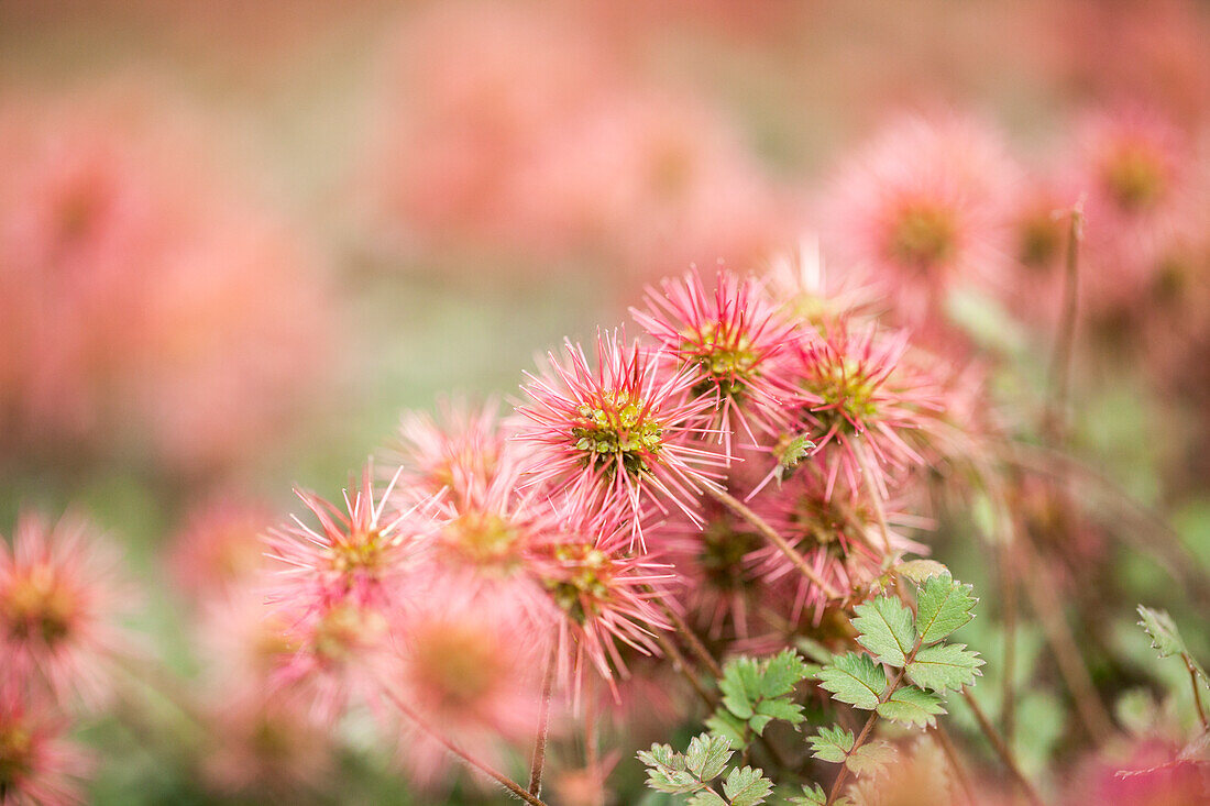 Acaena microphylla