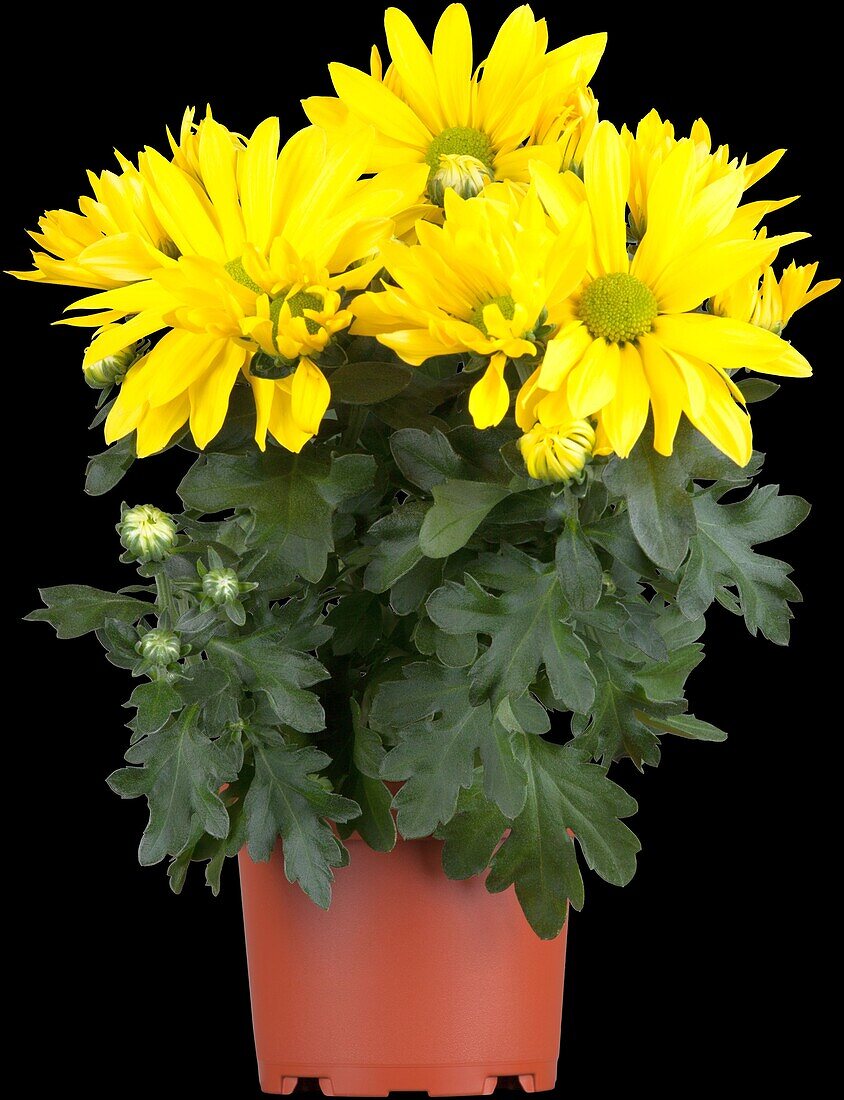 Chrysanthemum indicum, yellow