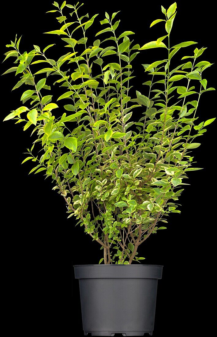 Ligustrum ovalifolium 'Aureum'