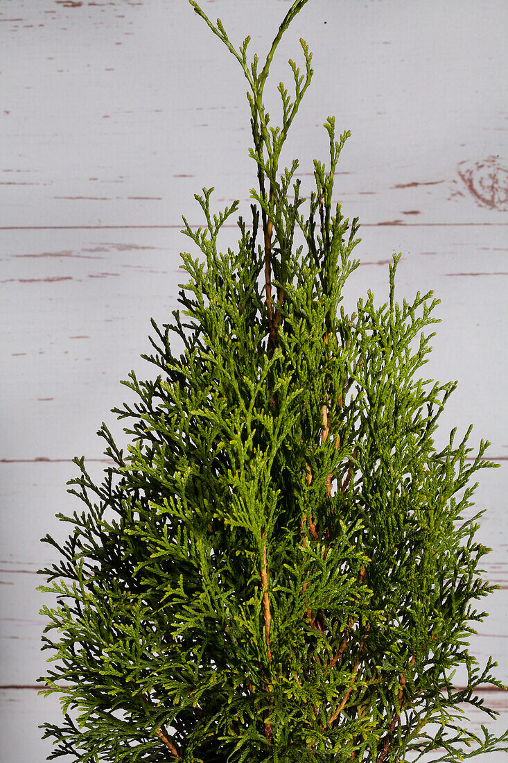 Thuja occidentalis 'Smaragd'