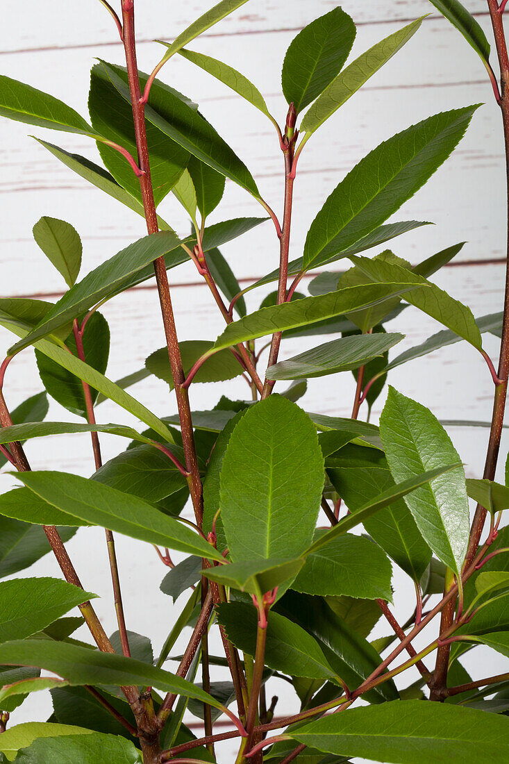 Photinia fraseri 'Red Robin'