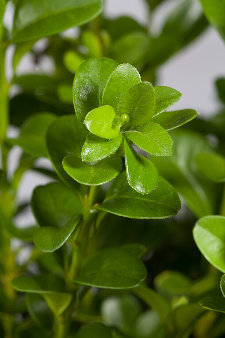 Buxus sempervirens