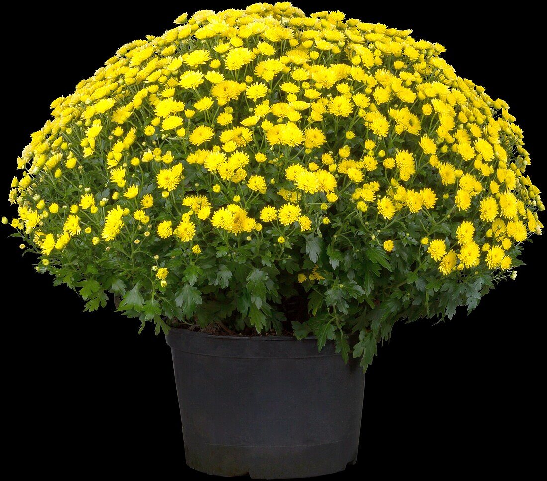 Chrysanthemum indicum, yellow