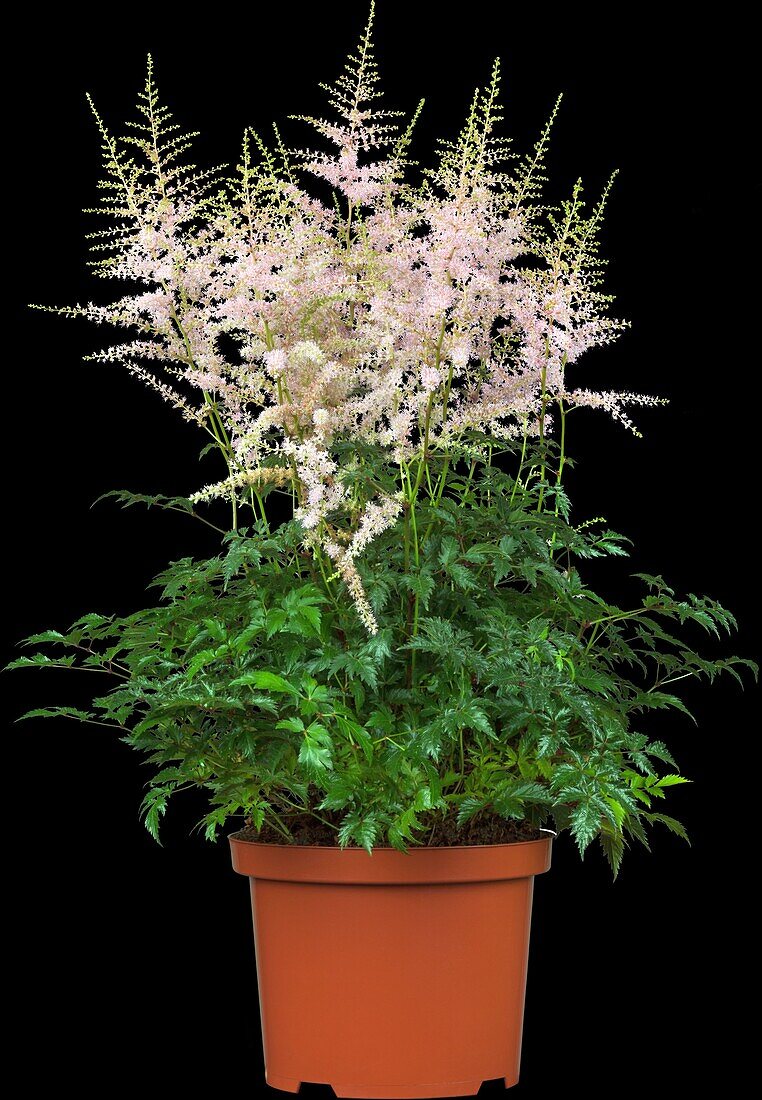 Astilbe japonica