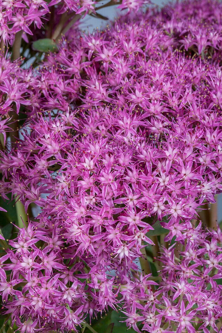 Sedum hybridum 'Munstead Dark Red'