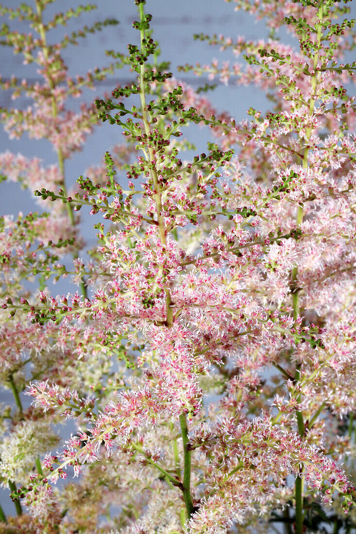 Astilbe