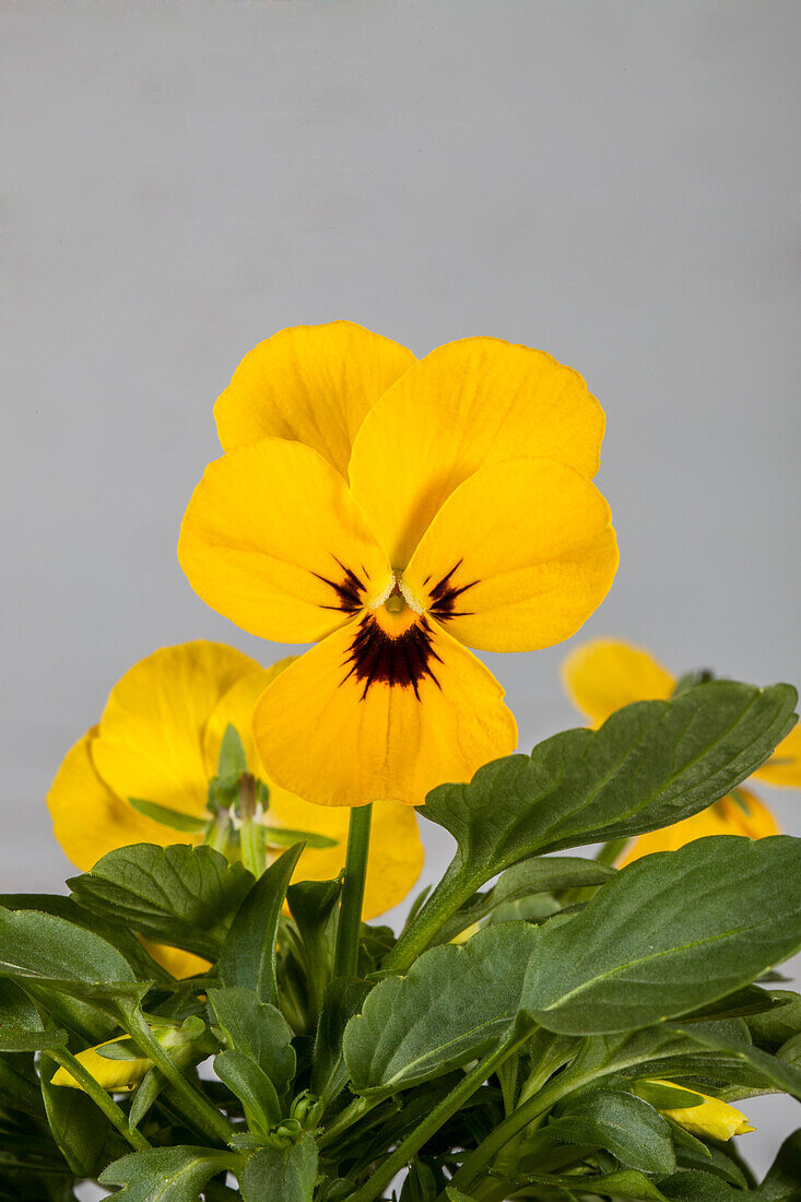 Viola cornuta, yellow