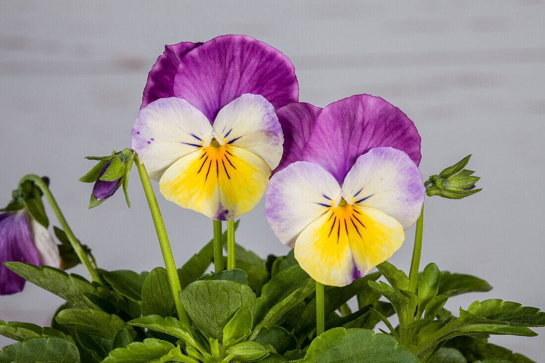 Viola cornuta